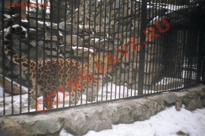 ФОТО - просто фото. Те что получились удачными. - 54620015.JPG