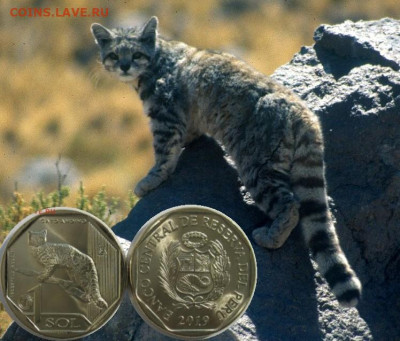 Кошки на монетах - Andean_cat_