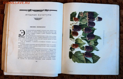 И.В. Мичурин "Итоги шестидесятилетних работ". 1949г. - SAM_6318_новый размер.JPG