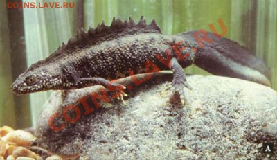 И ОПЯТЬ УГАДАЙКА 6.08.11 - ThumnailImage.ashx