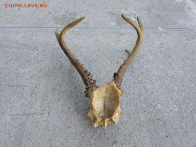 рога натуральные до 27.12.2019 21-00 МСК - 3