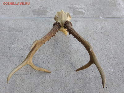 рога натуральные до 27.12.2019 21-00 МСК - 2