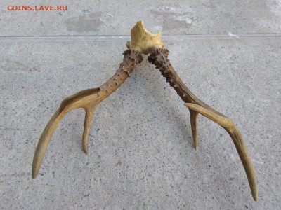 рога натуральные до 27.12.2019 21-00 МСК - 1