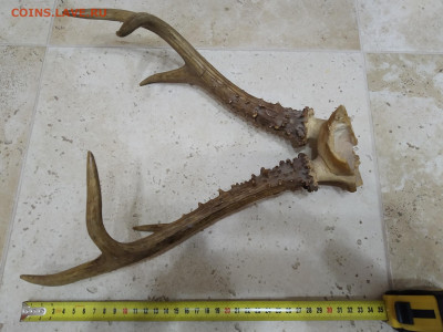 рога натуральные до 27.12.2019 21-00 МСК - 4