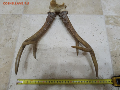 рога натуральные до 27.12.2019 21-00 МСК - 5
