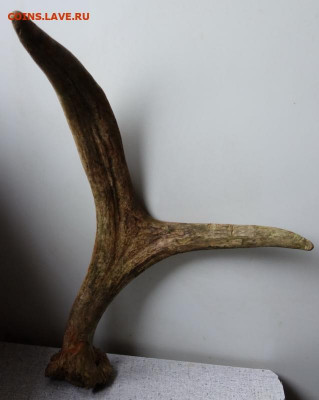 Рог лося до 31-12-2019 - DSC02345_новый размер.JPG