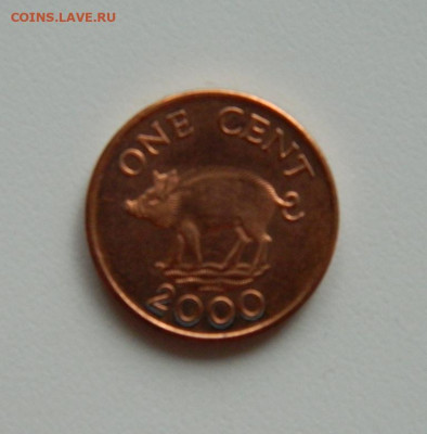 Бермудские острова 1 цент 2000 г. (Фауна). до 06.01.20 - DSCN9949.JPG