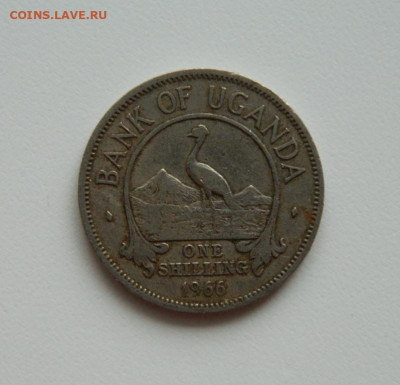 Уганда 1 шиллинг 1966 г. (Фауна). до 14.01.20 - DSCN9947.JPG