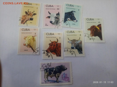 куба,домашние животные 1973г. до 19.01.20 в 22.00 - P00115-100358