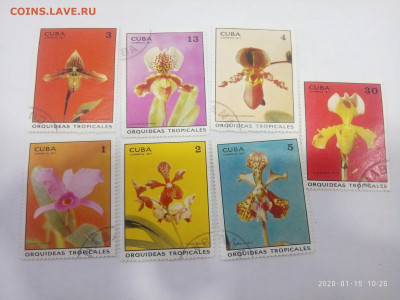 Куба . флора. орхидеи  1971 до 19.01.20 в 22.00 - P00115-092627