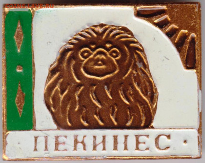 Знак ПЕКИНЕС до 22.01.20 г. в 23.00 - 012