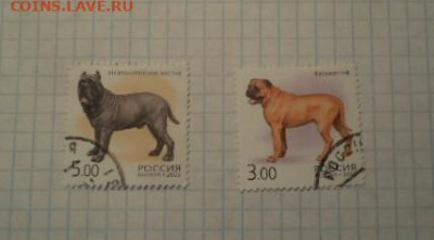 марки гашеные РФ собаки 2002 2м 29.1.20 в 22.00 мск - DSC04978.JPG
