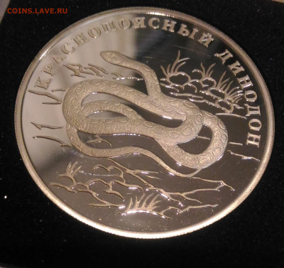 1р 2007 Краснопоясный Динодон Кр.Книга до 31.01 в 22:00 МСК - 4