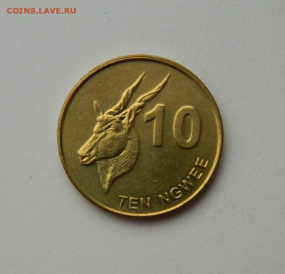 Замбия 10 нгве 2012 г.(Фауна)без обращения до 03.02.20 - DSCN0076.JPG