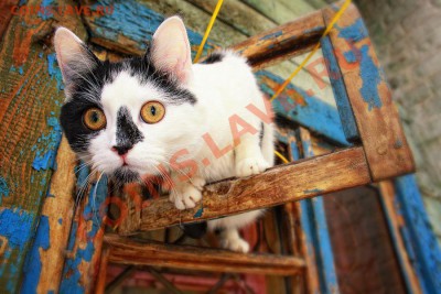 ФОТО - просто фото. Те что получились удачными. - IMG_8577.JPG