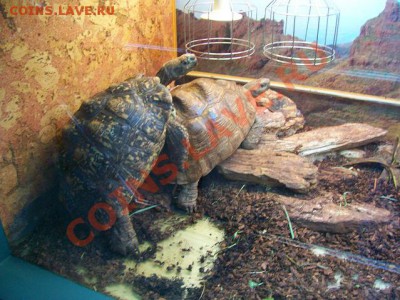 ФОТО - просто фото. Те что получились удачными. - 1T77AACAQWXF5ZCAKO2VWTCA0SDK2GCAT5CKXGCAUU81V6CA2AKPP2CA7M070PCAMXJV6TCABF1XJECANWCH9MCA4SI5RUCACLK1FACA6TKRVUCAPYOLR0CA0FHNSYCAOB6K0FCA4S2CRQCAQC4RX2