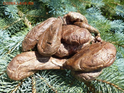 БАРСУЧИЙ ЖИР  от охотника,фикс - 1 (6).JPG