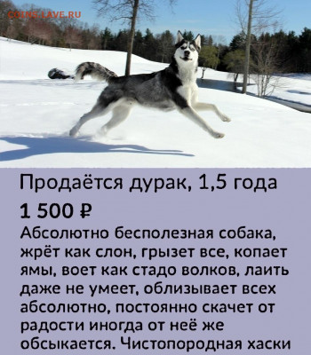 юмор - fHi-LPGh8xo