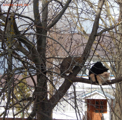 Когда третий-ЛИШНИЙ)) - DSCN6095.JPG