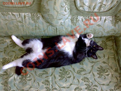 ФОТО - просто фото. Те что получились удачными. - моя кошара по имени Маша