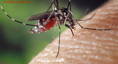 N-CoV(CoronaVirus) КоронаВирус.Последние новости - 1033307606