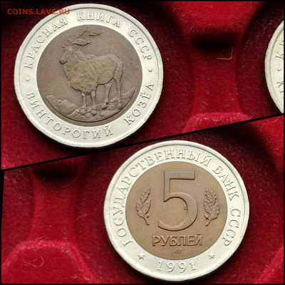 Винторогий Козел 5 рублей 1991 год лмд. Хороший. До 30.03 - IMG_20200324_204534