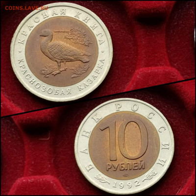 Краснозобая Казарка 10 рублей 1992 год. Хорошая. До 30.03 - IMG_20200324_204533