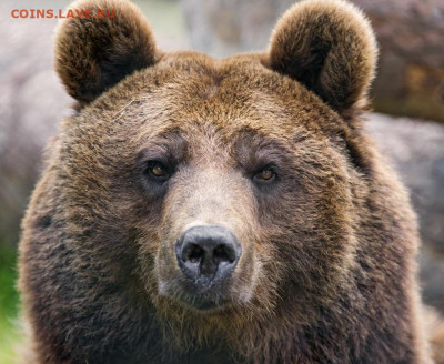 N-CoV(CoronaVirus) КоронаВирус.Последние новости - AtGutVTZAZA