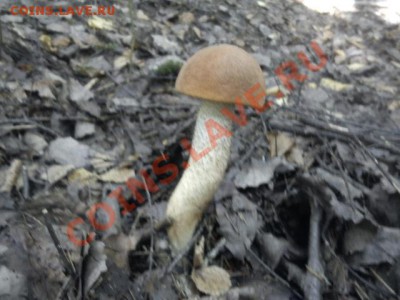 Любители "тихой охоты" есть? Все сюда :) - DSC00016.JPG