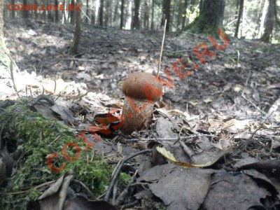 Любители "тихой охоты" есть? Все сюда :) - DSC00019.JPG