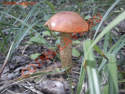 Любители "тихой охоты" есть? Все сюда :) - DSC00026.JPG