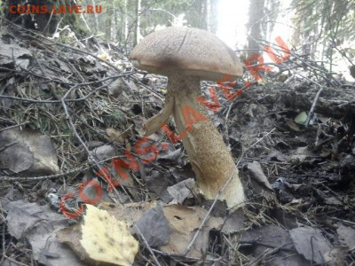 Любители "тихой охоты" есть? Все сюда :) - DSC00028.JPG