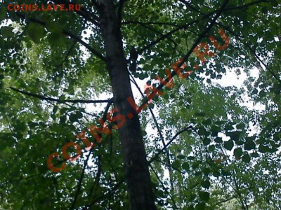 В листве там белка - DSC00038.JPG