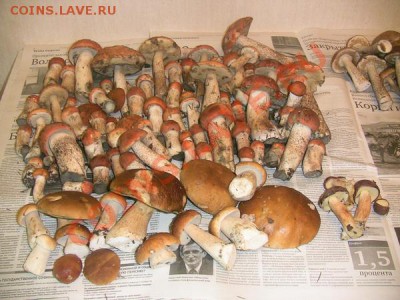 Любители "тихой охоты" есть? Все сюда :) - Грибы_2011_04