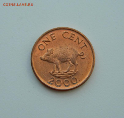 Бермудские острова 1 цент 2000 г. (Фауна). до 07.04.20 - DSCN9986.JPG