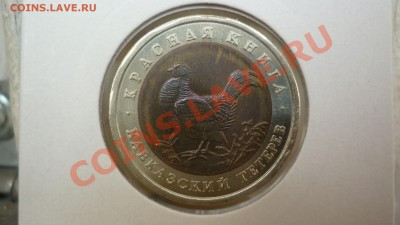 Тетерев 1 - P1050349.JPG