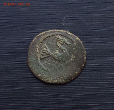 Пуло " птица " - птица вправо