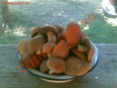 Любители "тихой охоты" есть? Все сюда :) - 26082011(001)