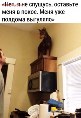 N-CoV(CoronaVirus) КоронаВирус.Последние новости - 1585817056_pressa_tv_memes_26