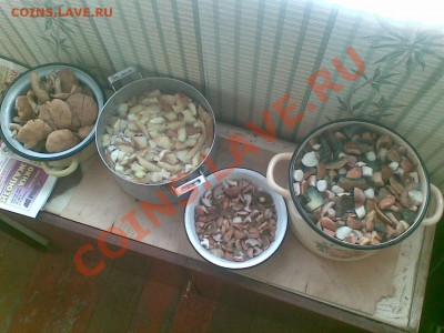 Любители "тихой охоты" есть? Все сюда :) - 26082011(004)