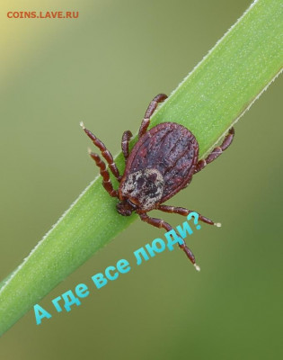 N-CoV(CoronaVirus) КоронаВирус.Последние новости - 20200407_084651