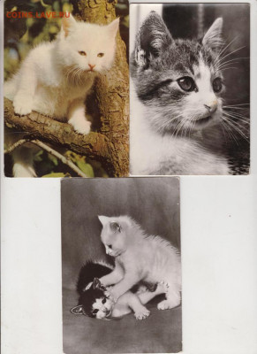 3 открытки  ГДР "КОШКИ" до 23.04.20 г. в 23.00 - 005
