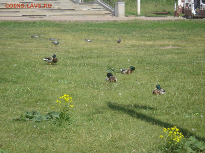 N-CoV(CoronaVirus) КоронаВирус.Последние новости - DSC00644.JPG