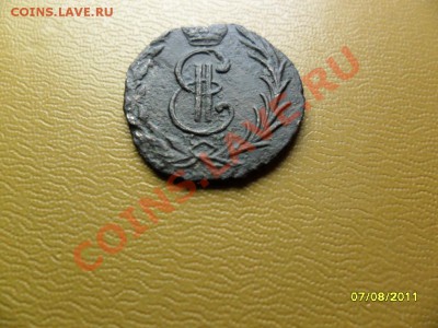 денга сибирская -быстрый аук - SAM_3045.JPG