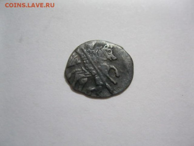 Две чешуйки. Опознание и оценка. - IMG_4033.JPG