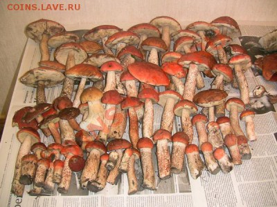 Любители "тихой охоты" есть? Все сюда :) - Грибы_2011_05
