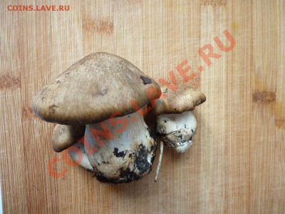 Любители "тихой охоты" есть? Все сюда :) - MEMO0005.JPG