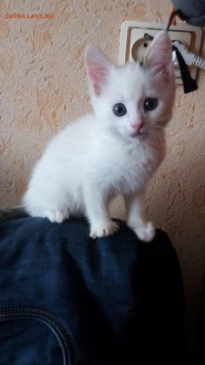 Любите ли вы кошек? - P90314-081021