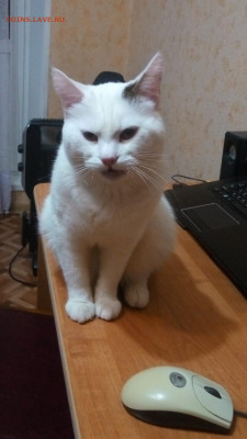 Любите ли вы кошек? - P91122-211015