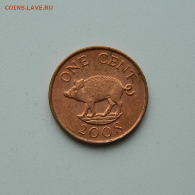 Бермудские острова 1 цент 2008 г. (Фауна). до 28.05.20 - DSCN9949.JPG